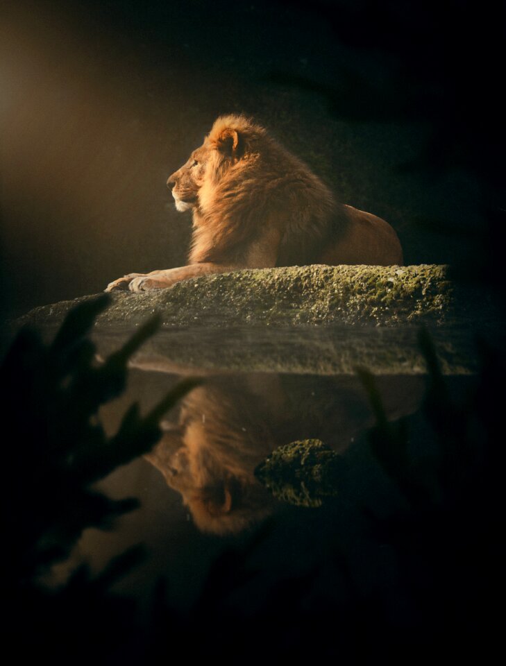 Fantasy magic photomontage