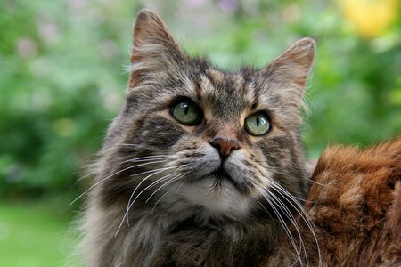 Cat animal portrait cat face photo