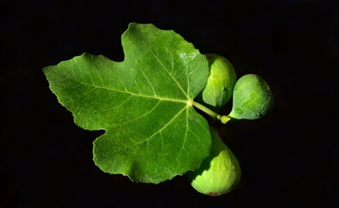 Fruits fruit plant