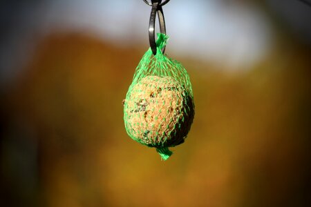 Web food hang