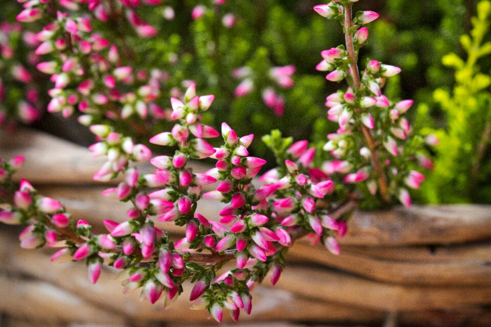Close up pink autumn