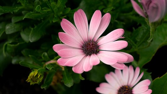 Garden daisy purple