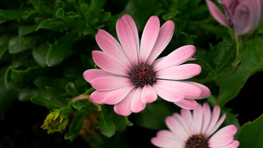 Garden daisy purple photo