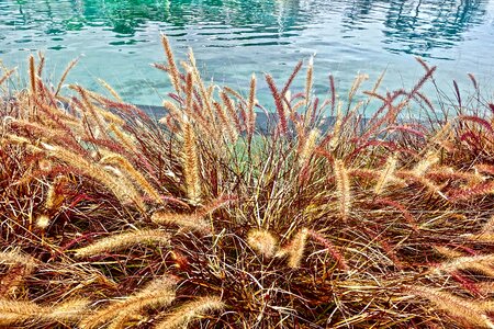 Water pond atmosphere photo