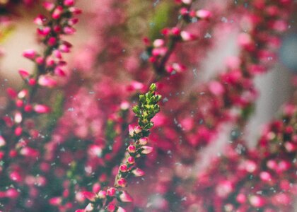 Close up pink autumn
