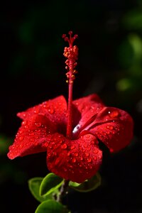 Hibiscus flower red drip photo