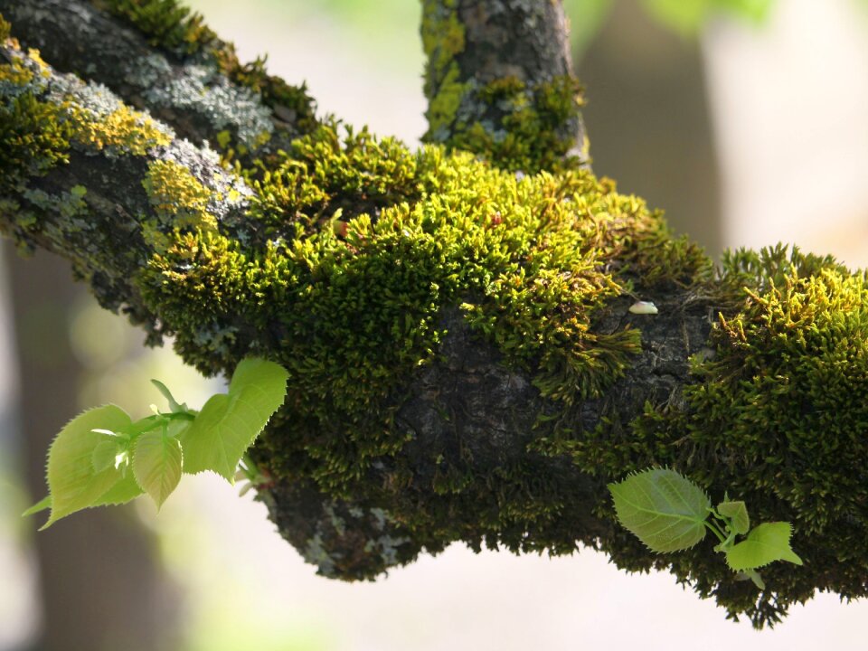 Moss nature close up
