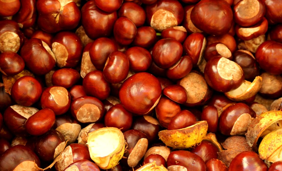 Nature brown fruit