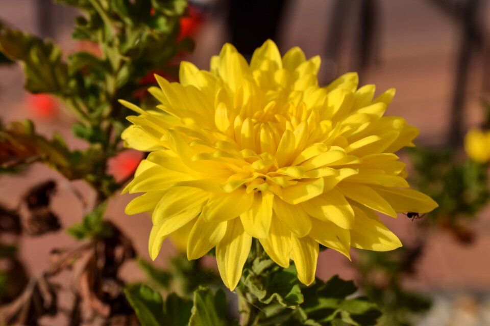Flower nature autumn