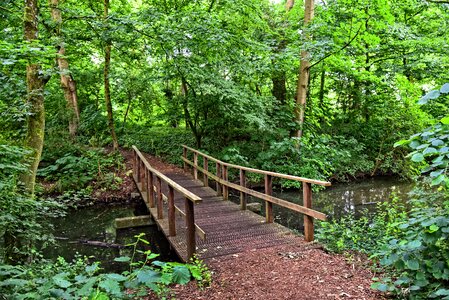 Forest footpath park photo