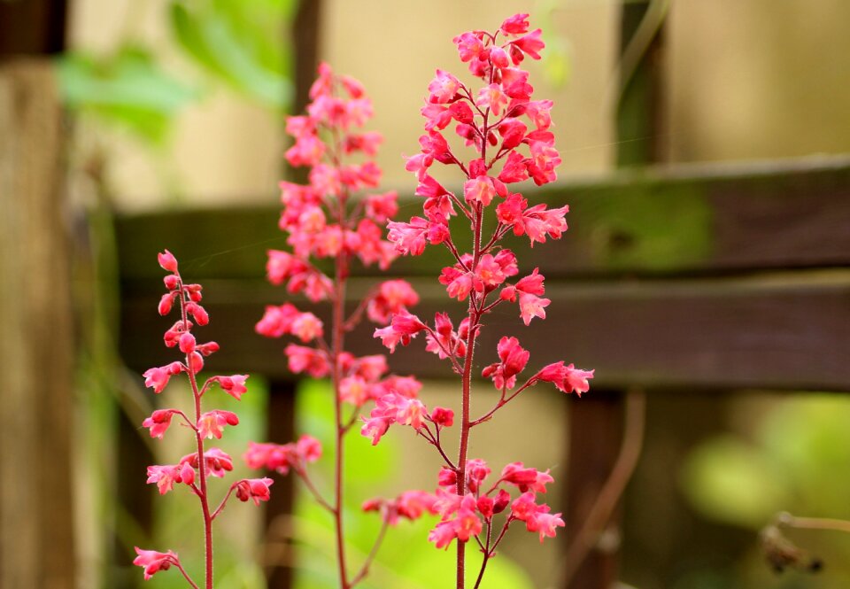 Flower plant blooming