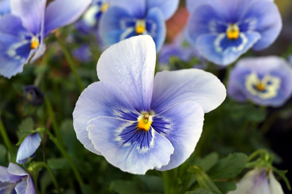 Garden leaf pansy photo