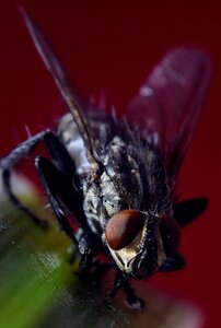 Macro close up insect
