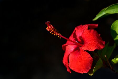Hibiscus flower red drip photo