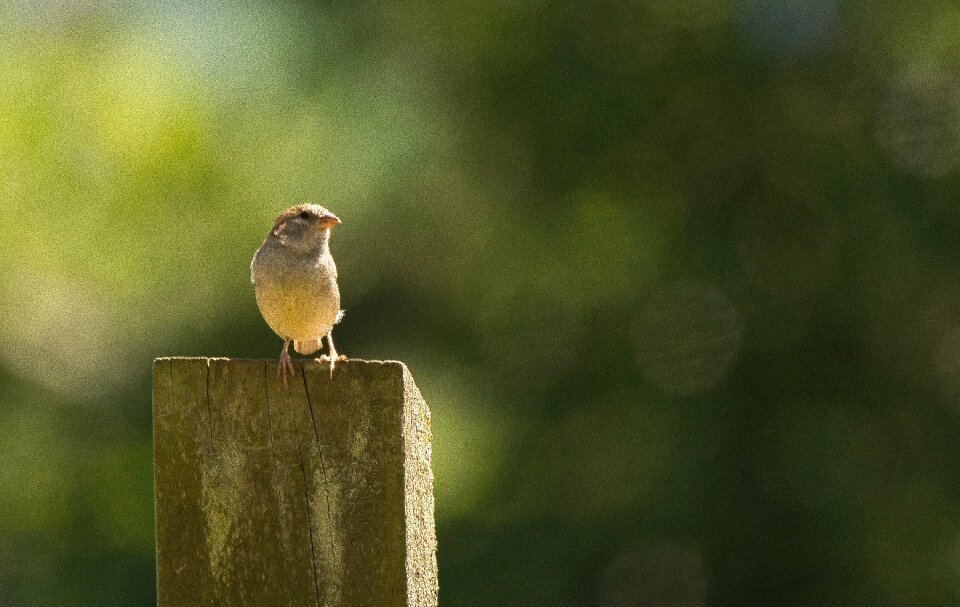 Nature feather perched