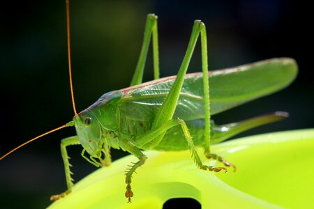 Grasshopper cricket green photo