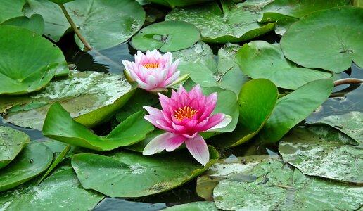 Pond pink foliage