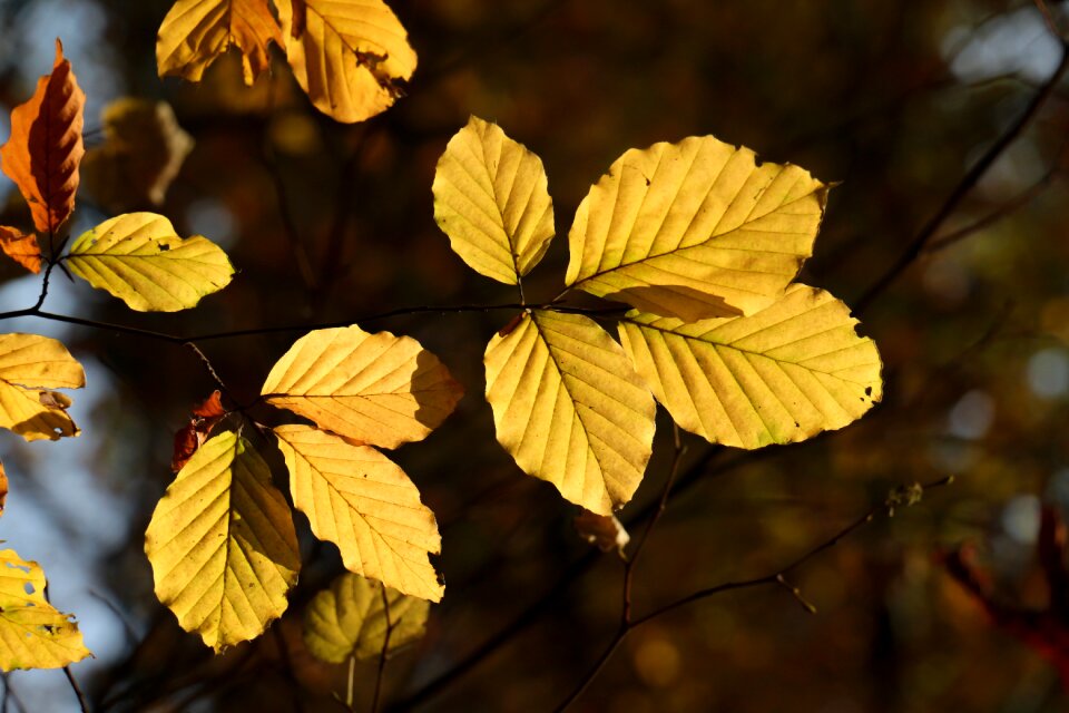 Leaf fall foliage fall color