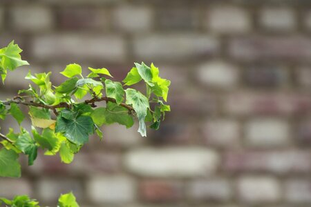 Leaves entwine nature