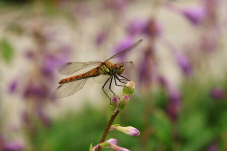 Nature affix red dragonfly