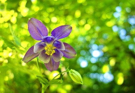 Wild flower aquilegia vulgaris blossom