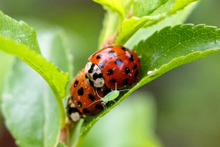 Close up plant ladybug