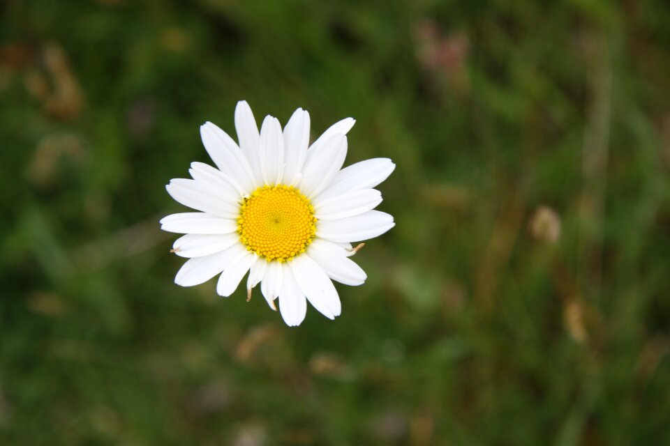 Flower spring marguerite