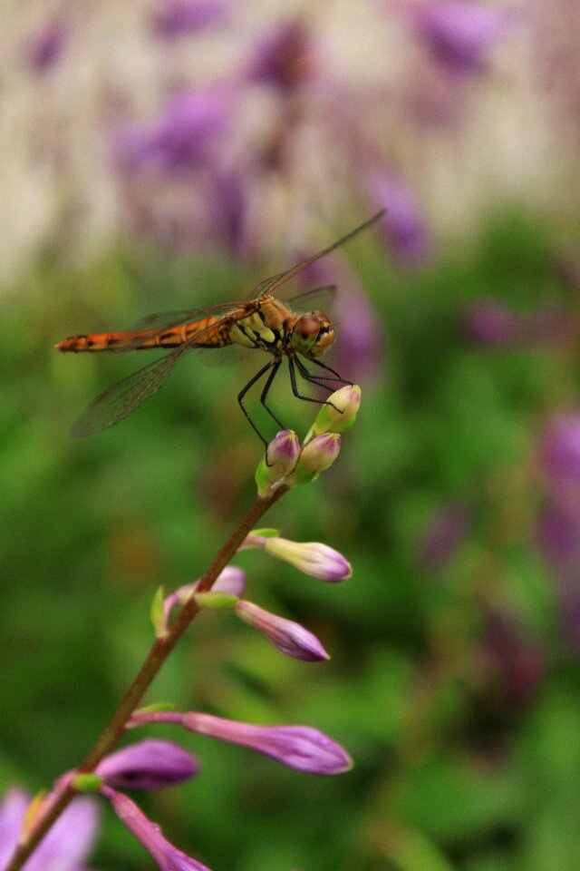 Nature affix red dragonfly