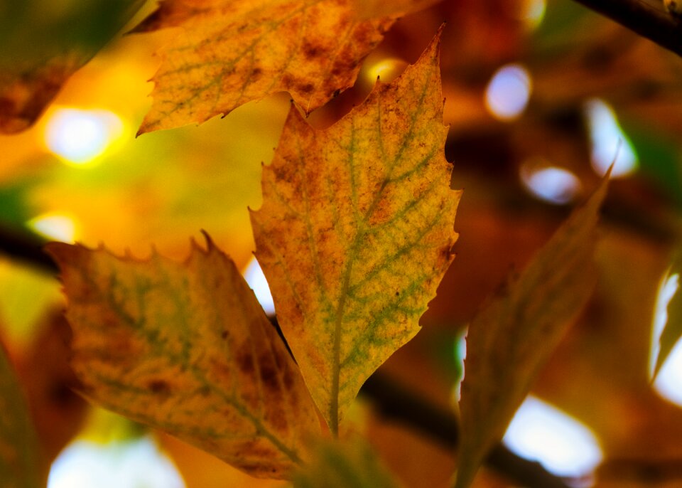 Autumn golden bright