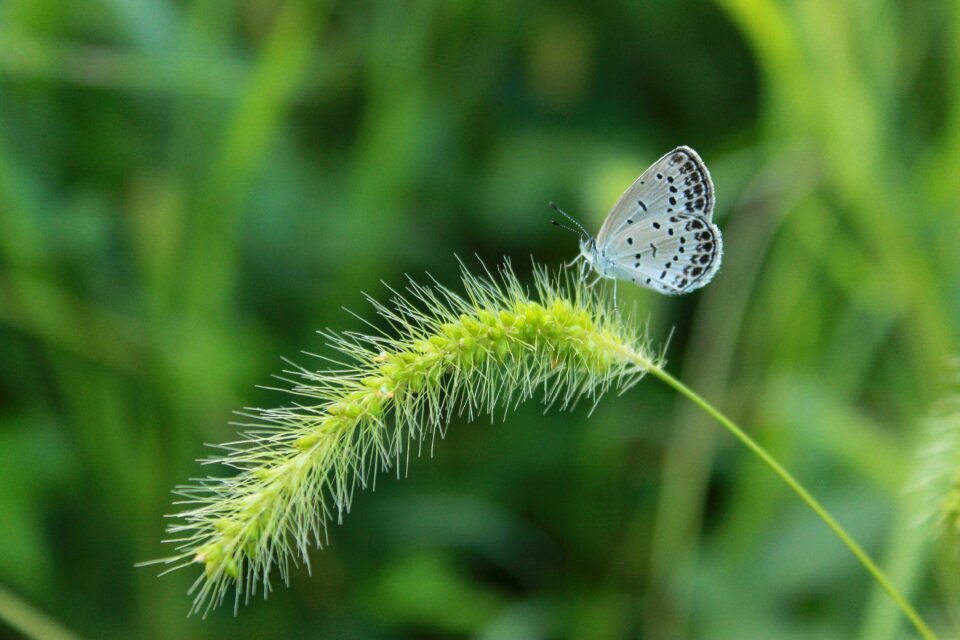 Small butterfly nature forest