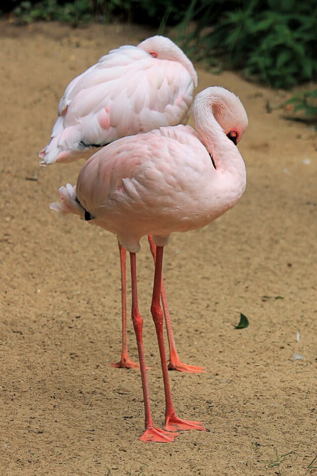 Nature exotic zoo
