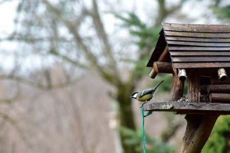 Nature animal aviary