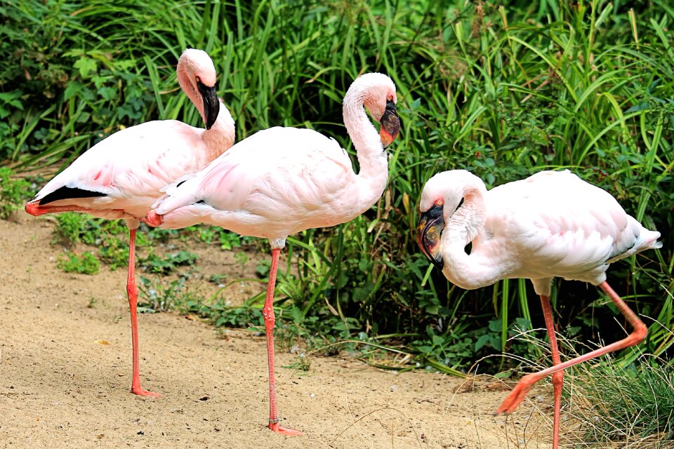 Nature exotic zoo