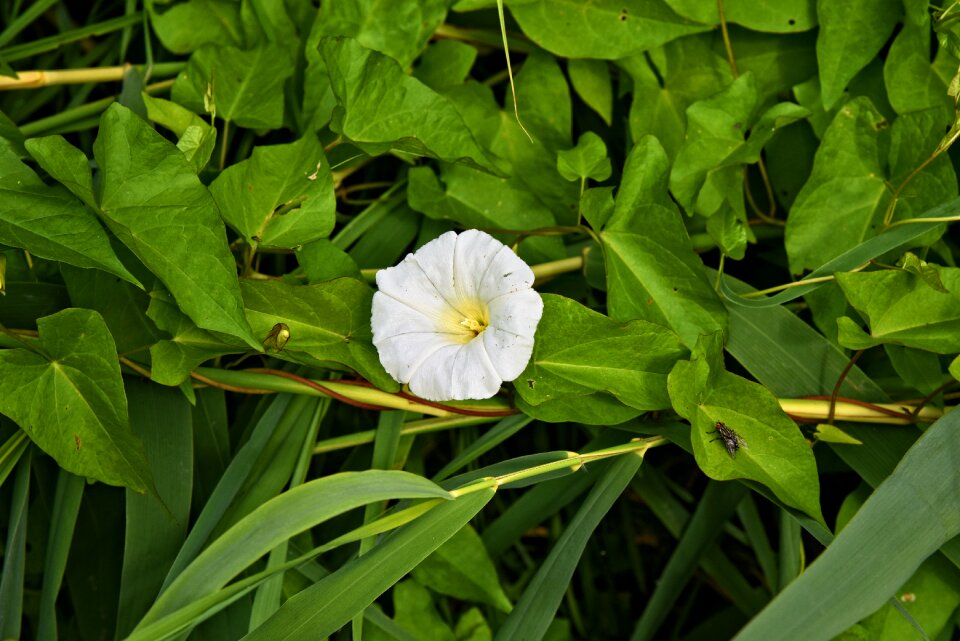 Blossom vine twining