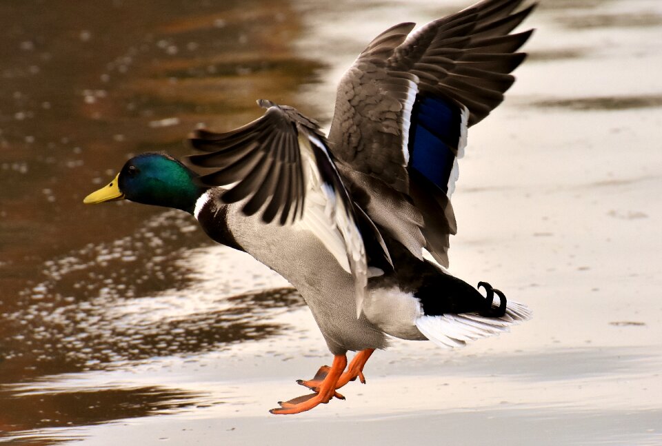 Water bird bill male mallard