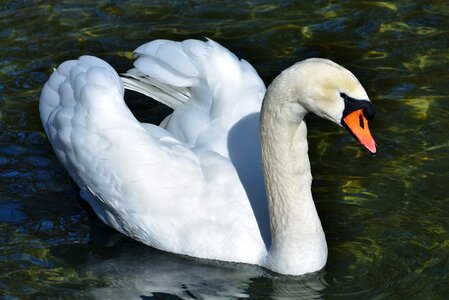 Pride waterfowl bird photo