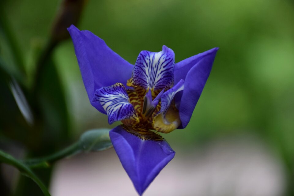 Petals garden flowering photo