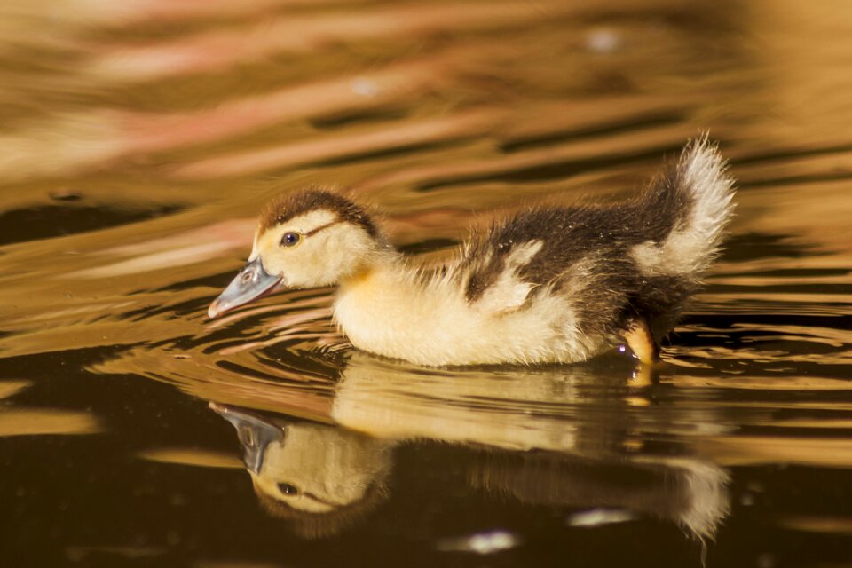 Plumage ducklings cute