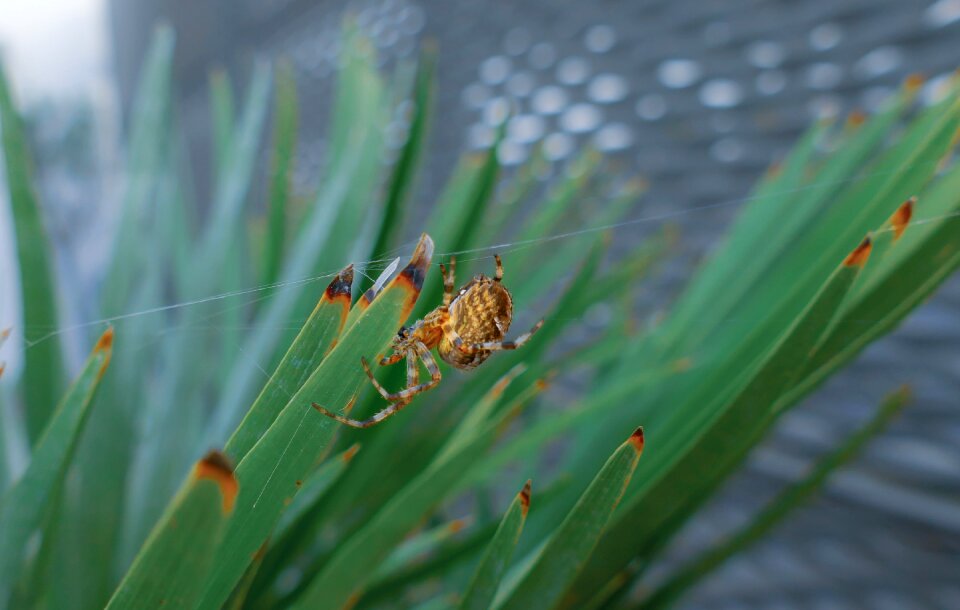 Insect creepy hairy