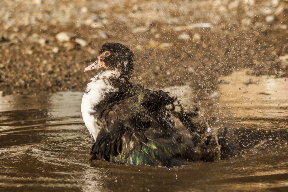 Plumage ducklings cute photo