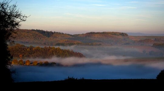 Forest trees haze photo