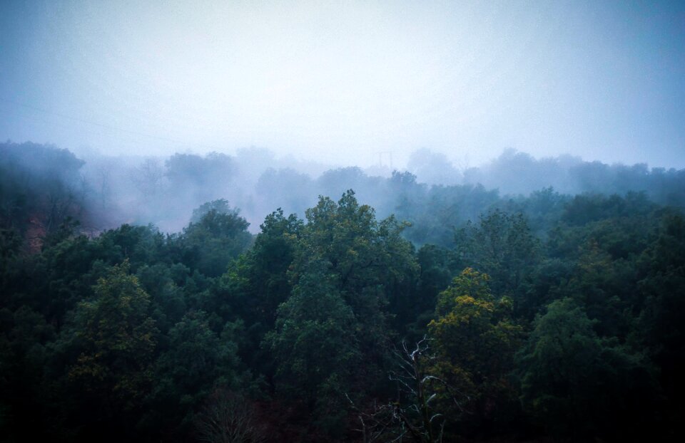 Trees winter fog
