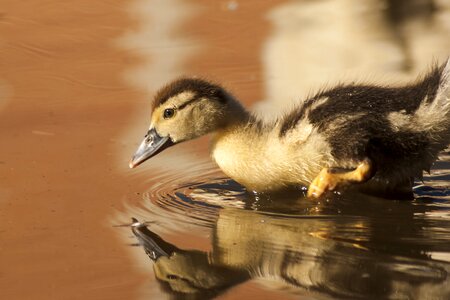 Plumage ducklings cute photo
