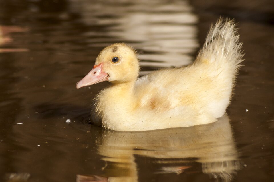 Plumage ducklings cute