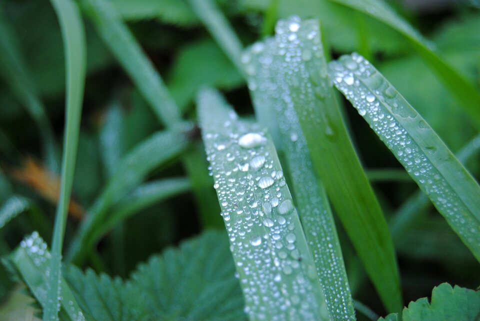 Plant meadow water