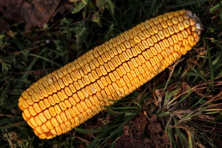 Food agriculture plant
