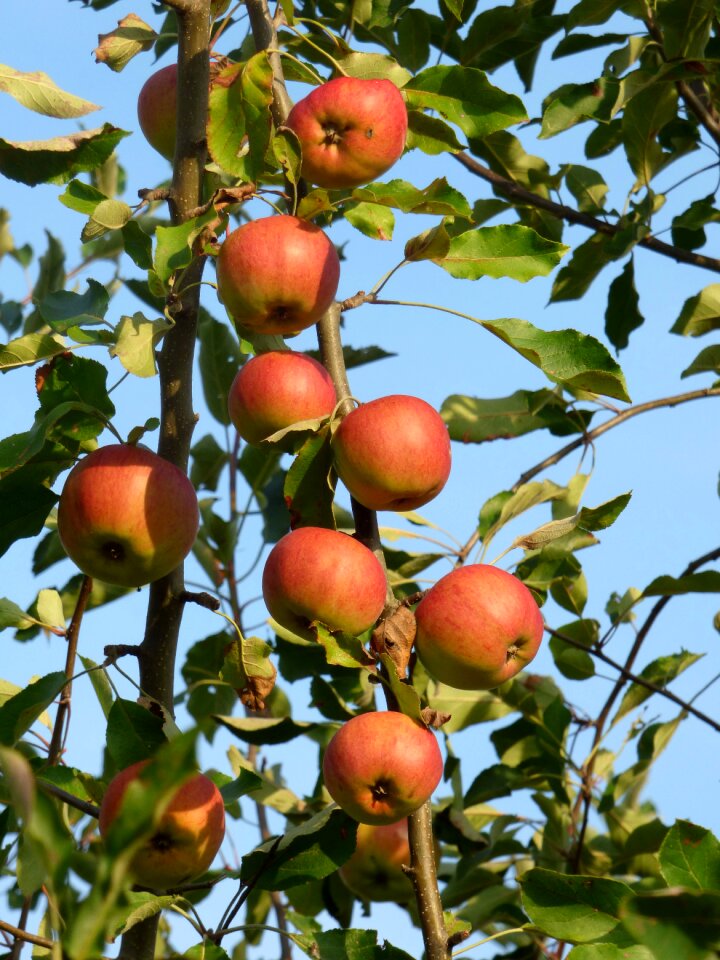 Vitamins food harvested