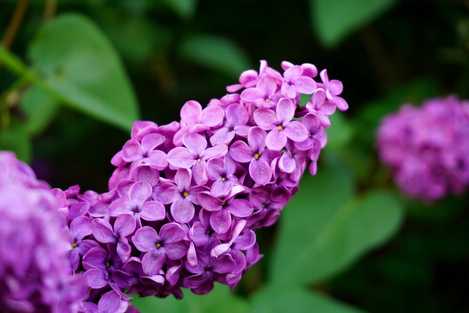 Purple spring garden photo