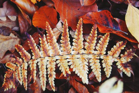 Autumn gold foliage