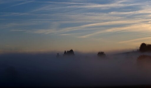 Forest trees haze